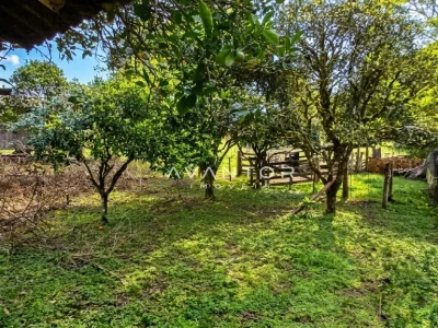 Pátio com árvores frutíferas — Campo com 3 quartos à venda em Estação Pinhal, Itaara/RS